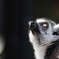 埼玉県こども動物自然公園