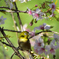 ヒマラヤ桜にメジロ