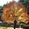 煌めく紅葉樹