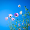 秋桜