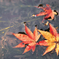 水面の紅葉