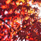 紅葉からの木漏れ日