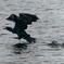 DSC01561_DxO