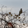 DSC01717_DxO