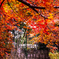 お地蔵様も紅葉狩り