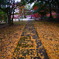 落葉の道