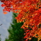 広がる紅葉