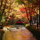 小國神社の紅葉