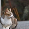 雪彦山の猫