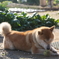 畑の番犬