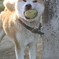 ほおばる犬
