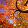 青天と紅葉を衝け