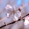 秋咲く桜　　アーコレード