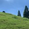 ひつじ