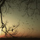 Birds who come home