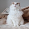 飼い猫