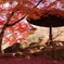 奈良公園の大切な時間