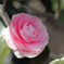 photo_1080752