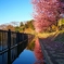 逆さ河津桜