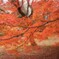残ってた秋