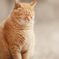 ねこねこ