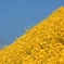 菜の花の丘