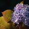 冬咲きの紫陽花