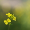 菜の花