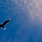 fly