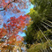竹林と紅葉１