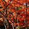 大井平公園-3