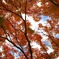 紅楼　秋空高く清澄