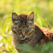 山の猫さまの目力