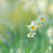 early bloomer☆.。.:*・