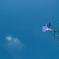 sky blue