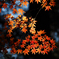 嵐山渓谷の紅葉