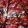 嵐山渓谷の紅葉