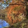 石神井公園 紅葉1