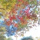 石神井公園　紅葉2