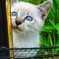 ねこ