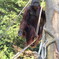 ボルネオオランウータン