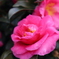 冬の花
