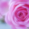 「Rose」