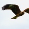 1B5114AC-38AD-486E-B535-74038A7D95DE