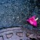 落花