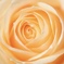 くるくるっとオレンジの薔薇