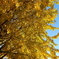 最後の紅葉