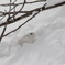 雪中のウサギ