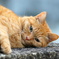 近所の猫