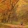 紅葉の道
